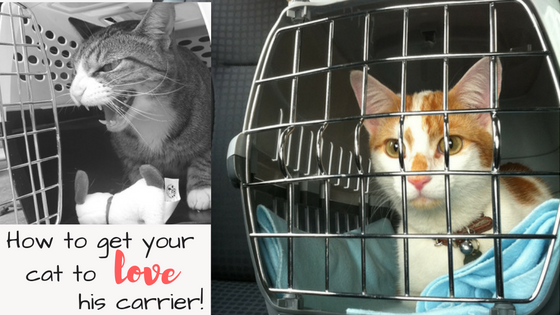 How to Get My Cat in the Carrier A guide to turn hate into love