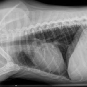 Veterinary Digital Radiography