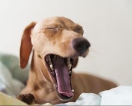 Yawning Italian Greyhound