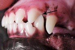 Canine and incisor affected by malocclusion.