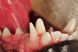 Retained deciduous canine tooth