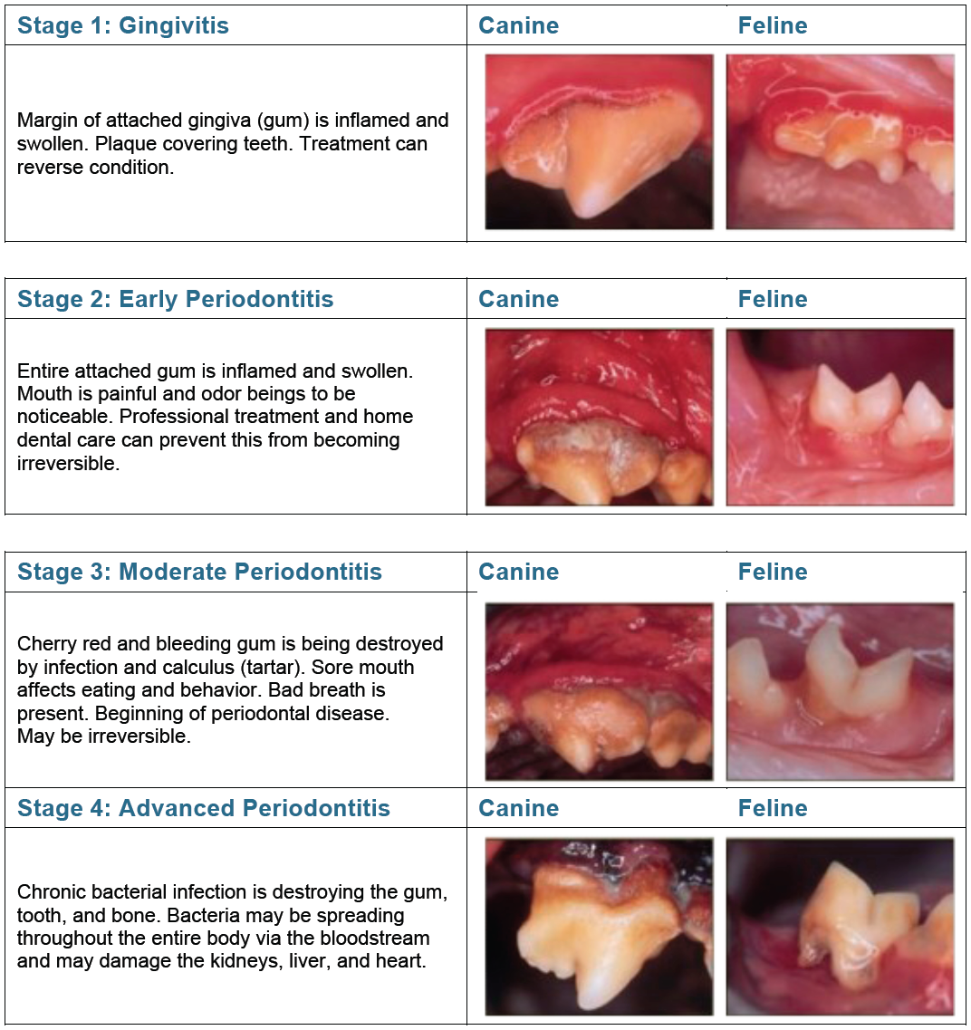 Stages of Periodontal Disease in Dogs and Cats