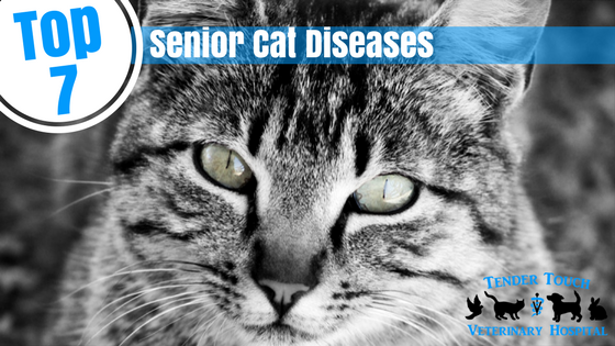 Top Senior Cat Diseases